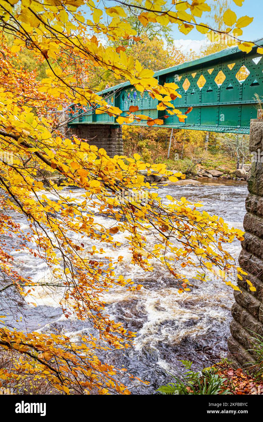 Herbstfarben an der Brücke über den Fluss Dee am Eingang zum Balmoral Castle, Ballater, Aberdeenshire, Schottland, Großbritannien Stockfoto