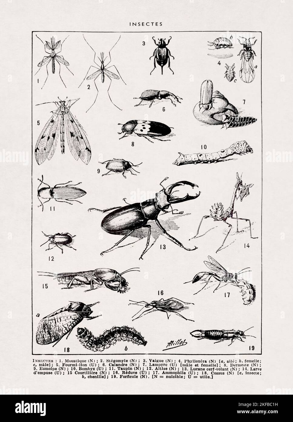 Ende des 19.. Jahrhunderts Schwarz-Weiß-Illustration über Insekten von Adolphe Philippe Millot. Stockfoto