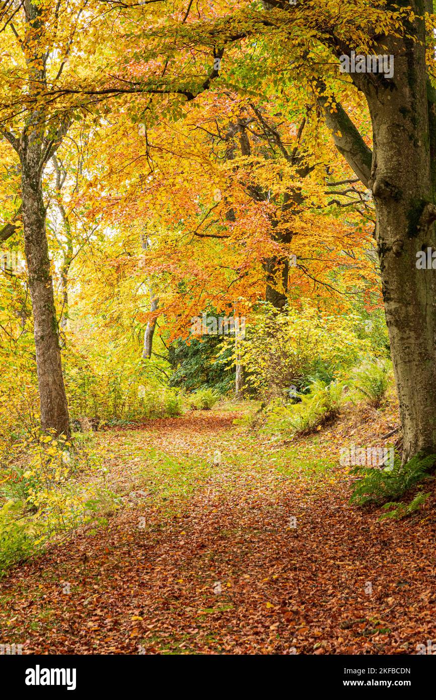 Herbstfarben in den Wäldern des Blairmore House in der Nähe von Torry, Huntly, Aberdeenshire, Schottland, Großbritannien Stockfoto