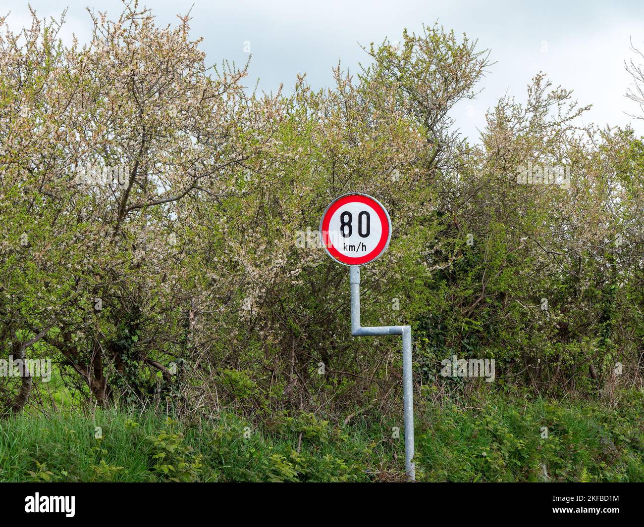 Rundschild Warnung über Geschwindigkeitsbegrenzungen in der Nähe von Bäumen. Die Geschwindigkeitsbegrenzung beträgt 80 km h. Schild in der Nähe von grünen Bäumen Stockfoto