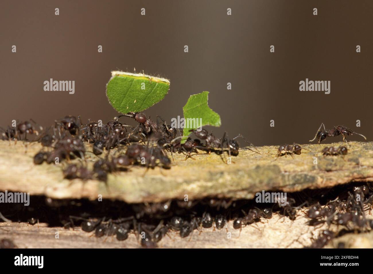 Blatt schneidende Ameisen Stockfoto