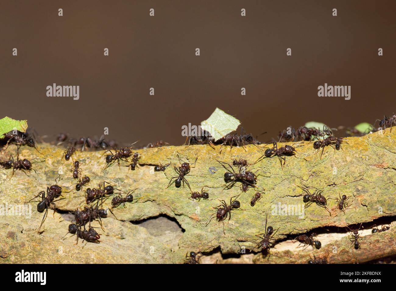 Blatt schneidende Ameisen Stockfoto