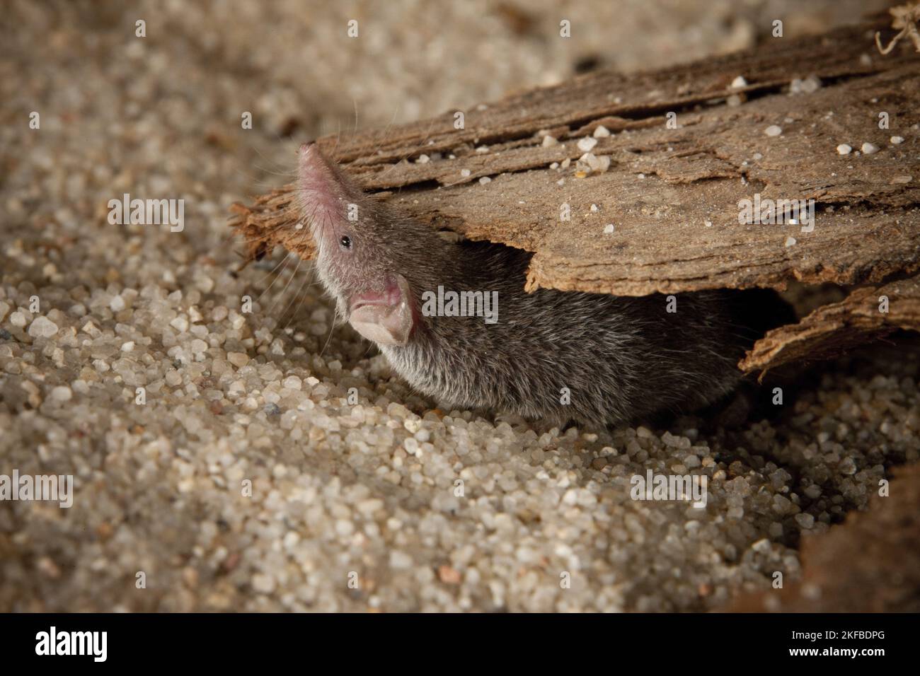 Etruskische Zwergspitzmaus Stockfoto