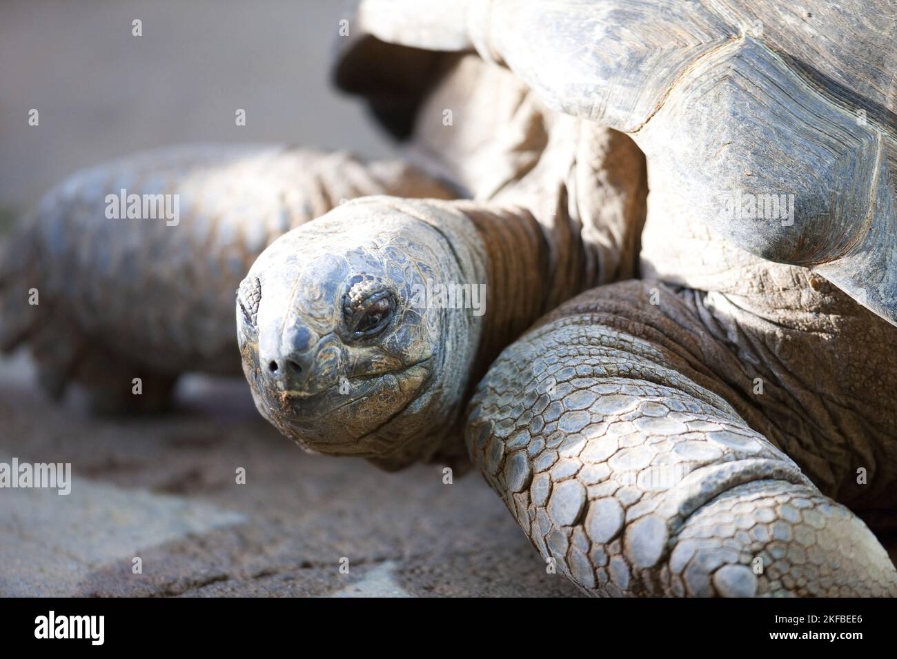 Riesenschildkröte Stockfoto