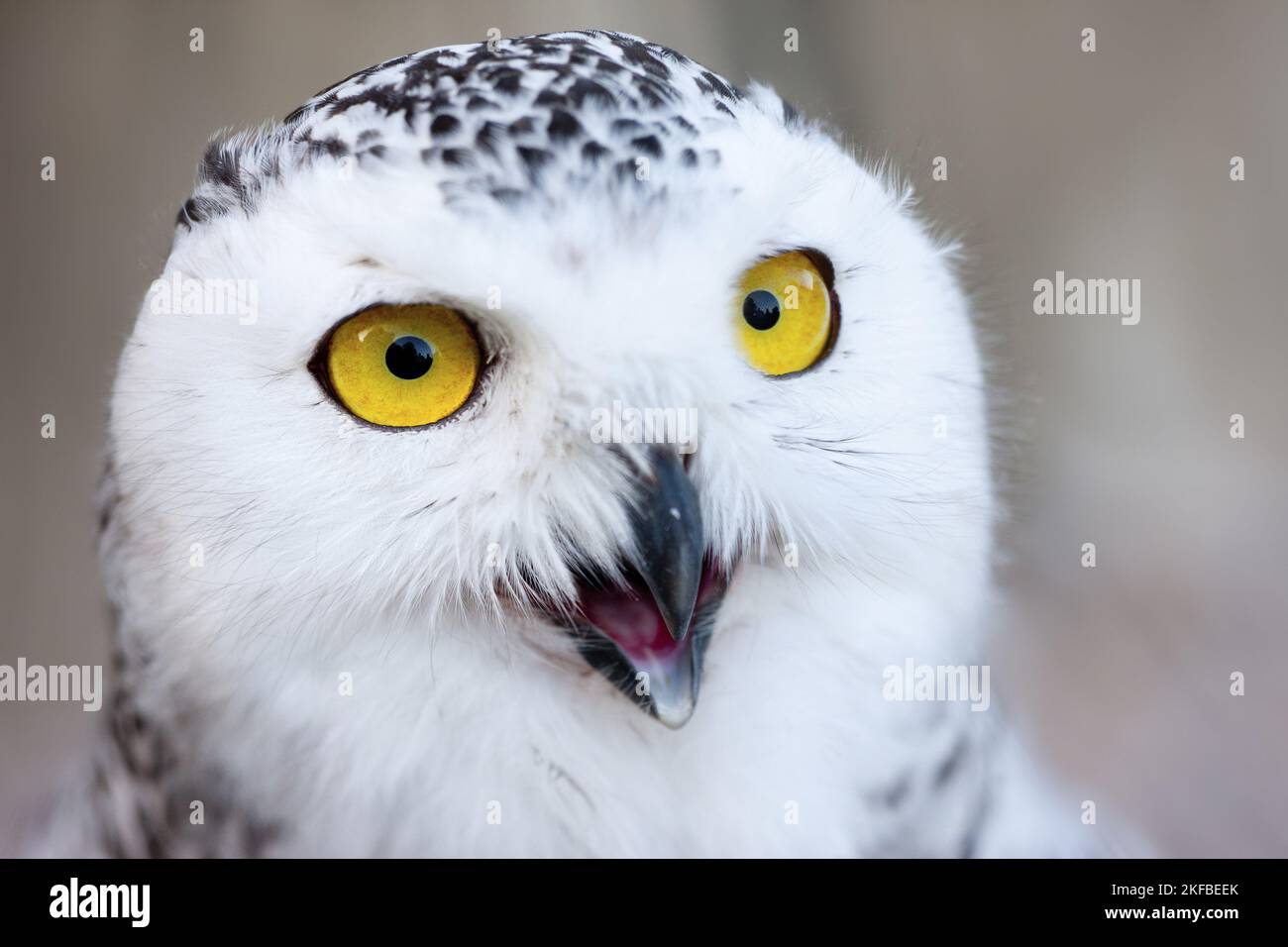 Arktische Eule Stockfoto