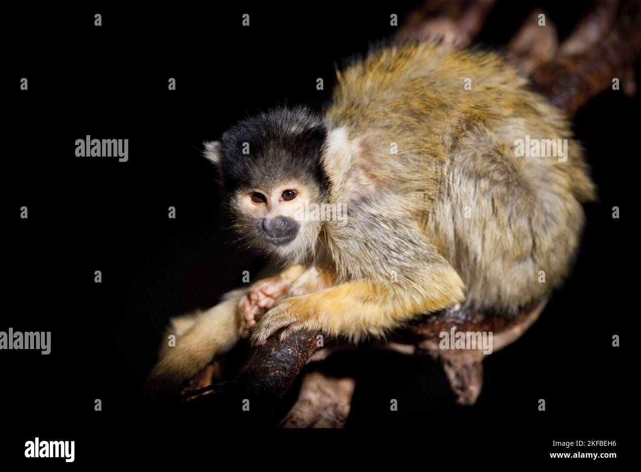 Totenkopfaffen Stockfoto