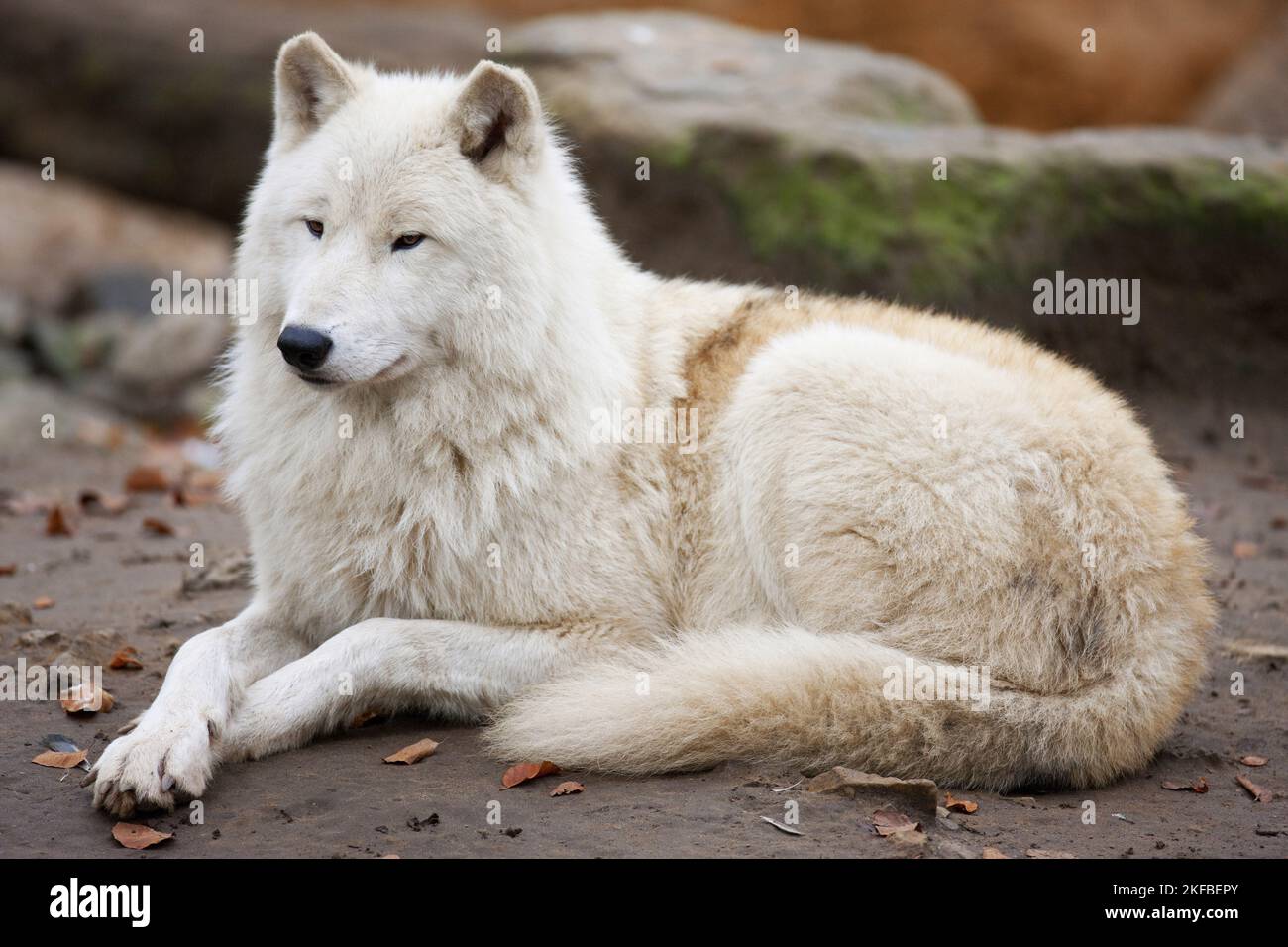 Wolf Stockfoto