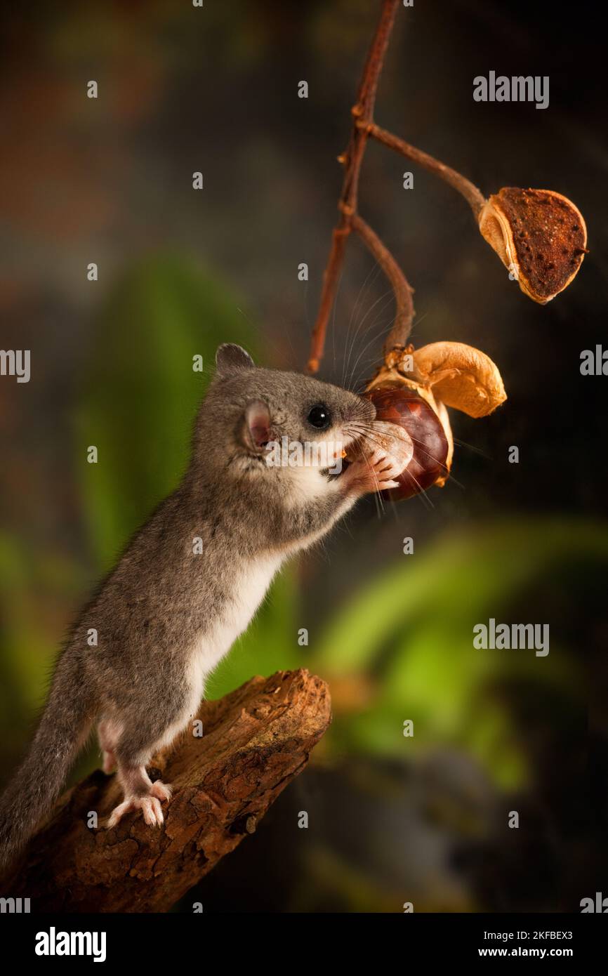 Dormaus mit Kastanie Stockfoto