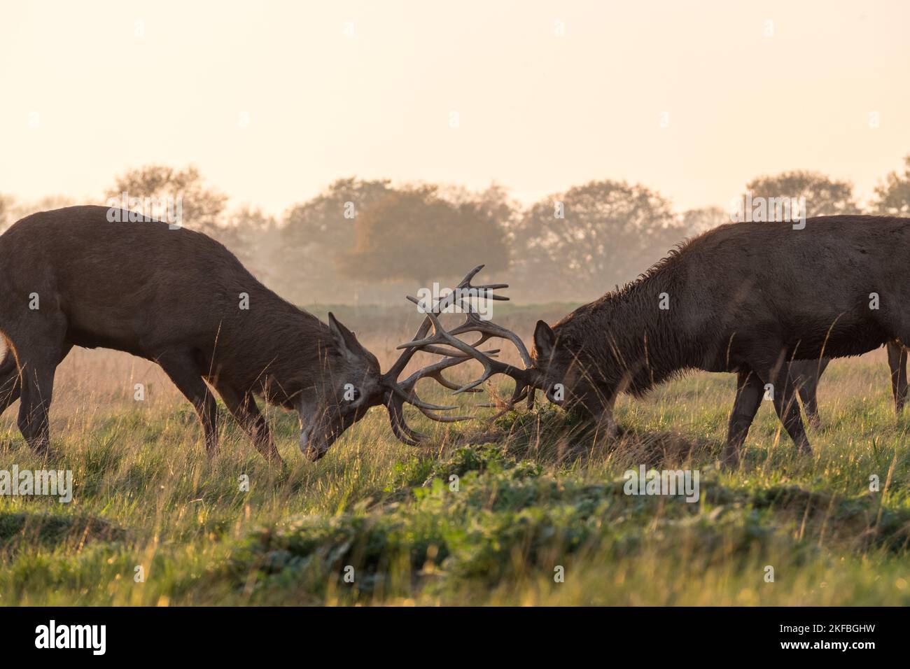 Zwei reife männliche Hirsche Rothirsche, die sich in einem Übungsduell im Abendlicht, Richmond Park, Großbritannien, engagieren. Stockfoto
