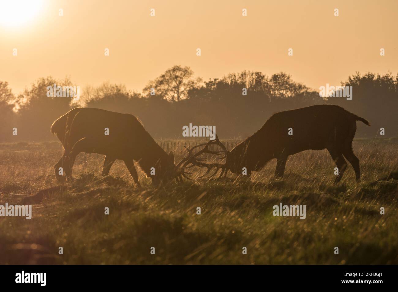 Zwei reife männliche Hirsche Rotwild, die sich in einem Übungsduell gegen eine untergehende Sonne und Abendlicht, Richmond Park, Großbritannien, einlassen. Stockfoto