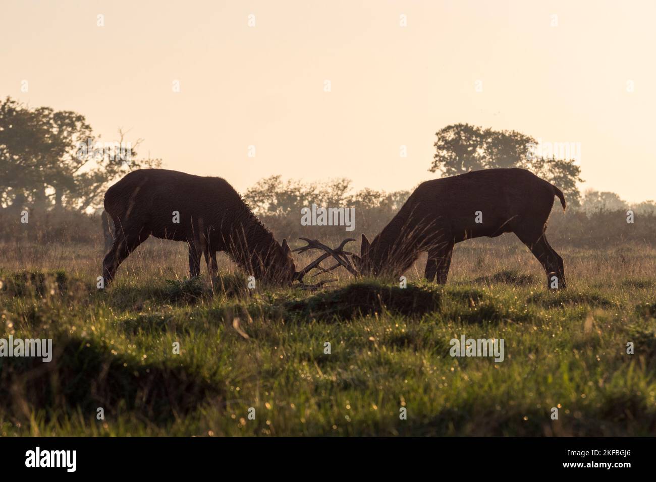 Zwei reife männliche Hirsche Rothirsche, die sich in einem Übungsduell im Abendlicht, Richmond Park, Großbritannien, engagieren. Stockfoto
