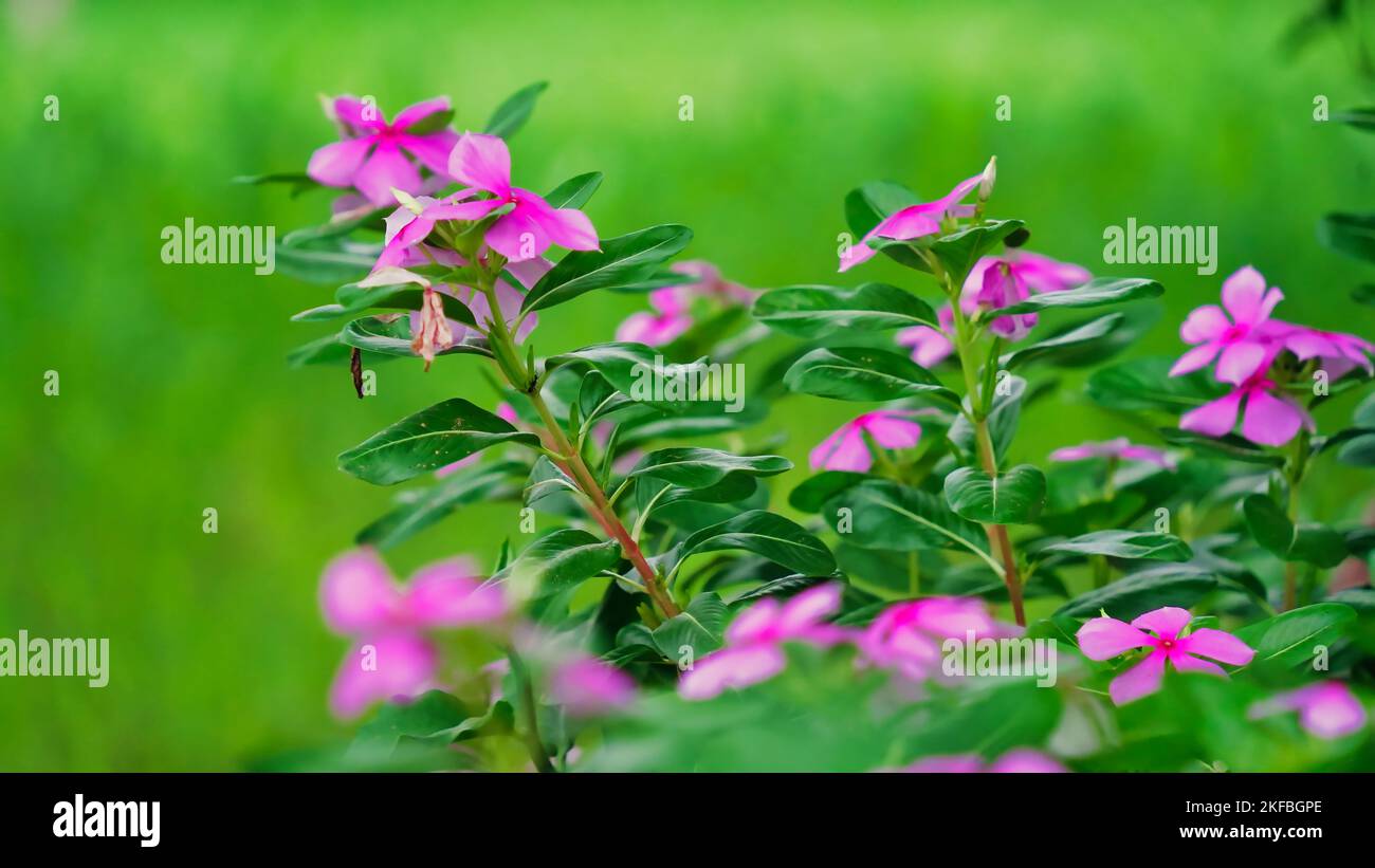 Indisches Madagaskar Periwinkle bekannt als Catharanthus Roseus, Bright Eyes, Cape periwinkle, Cayenne Jasmin, Rose periwinkle. Rosa Blumen Pflanzen mit gre Stockfoto