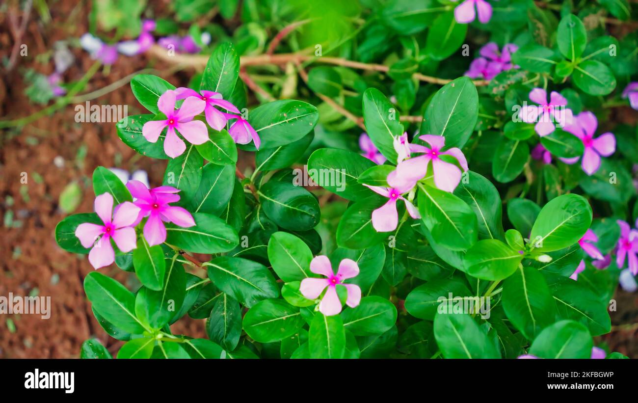 Indisches Madagaskar Periwinkle bekannt als Catharanthus Roseus, Bright Eyes, Cape periwinkle, Cayenne Jasmin, Rose periwinkle. Rosa Blumen Pflanzen mit gre Stockfoto