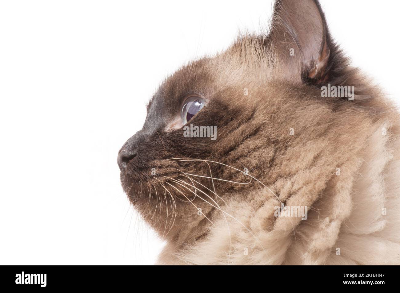 Profil einer langhaarigen Katze. Katze der Neva Masquerade Rasse isoliert auf weiß. Stockfoto