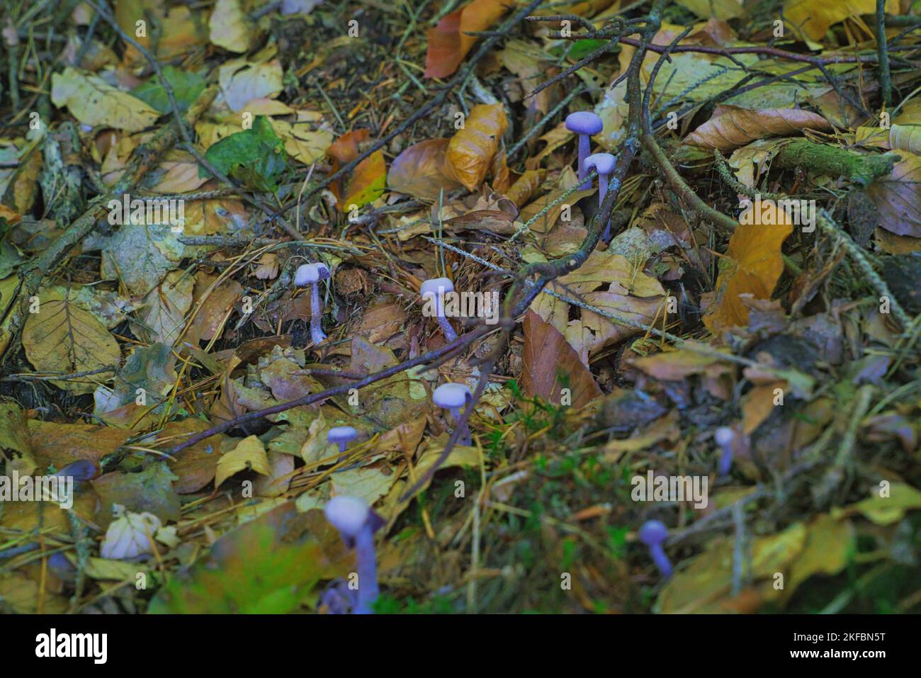 Amethyst-Betrüger, Laccaria amethystina, violette Pilze im Holz Stockfoto