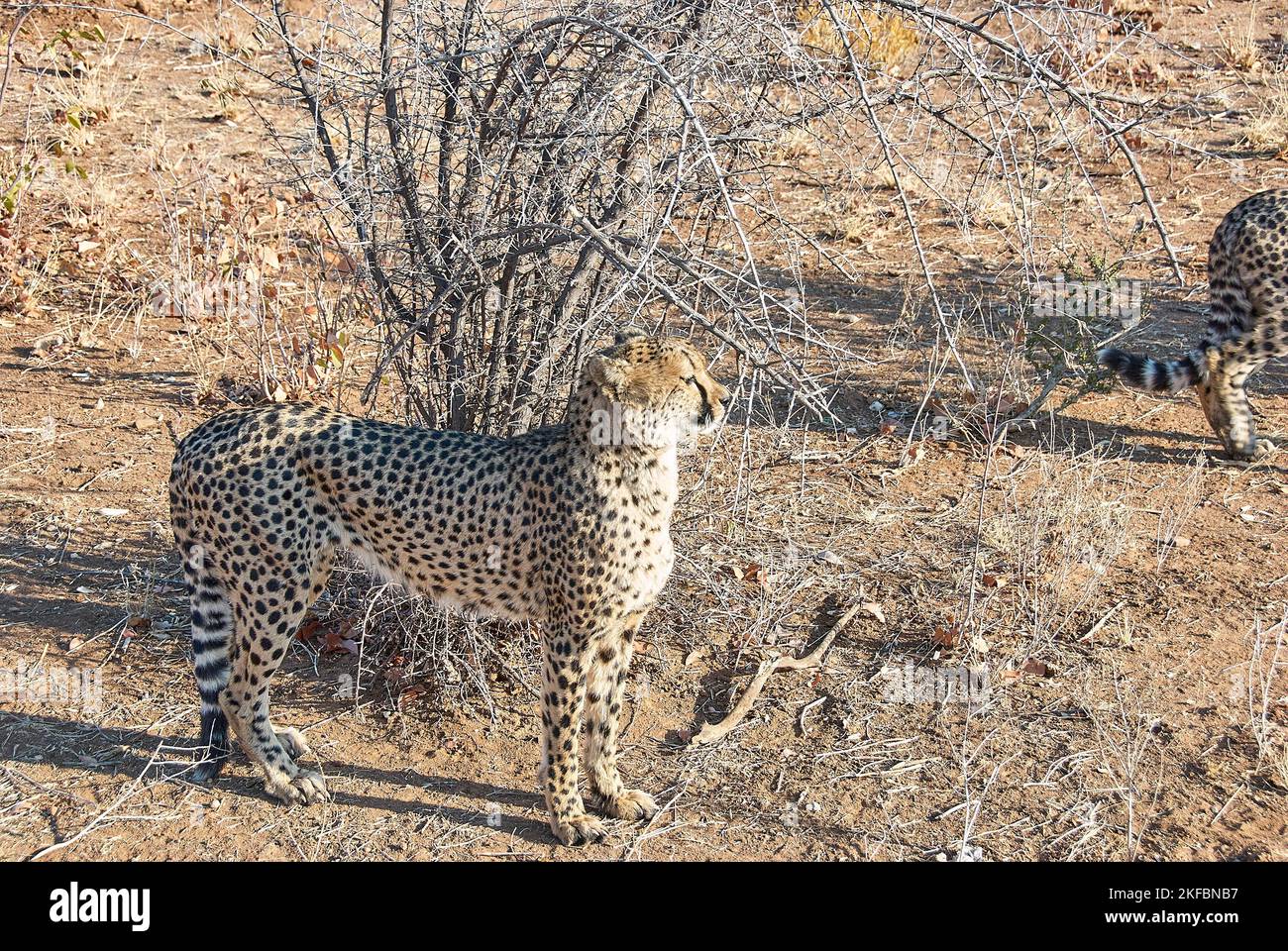Gepard wurde in Namibia in einer Zuflucht gehalten Stockfoto