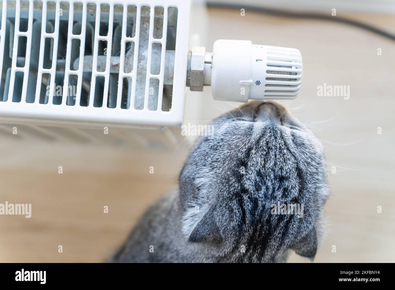 Die Hauskatze schnüffelt und berührt die Nase am Knopf, um die Temperatur des Heizkörpers einzustellen Stockfoto