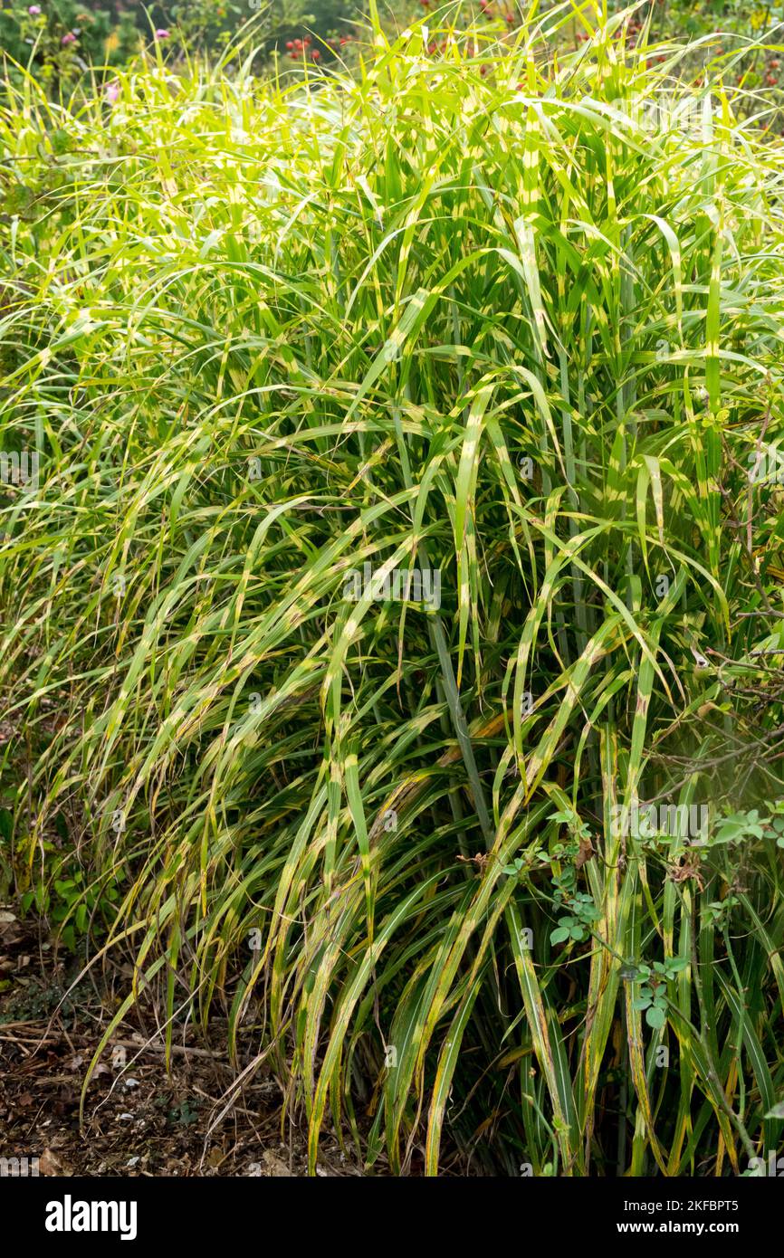 Hardy, Maiden Grass, Miscanthus sinensis „Little Nicky“, Striped, Zebragras, Miscanthus Stockfoto