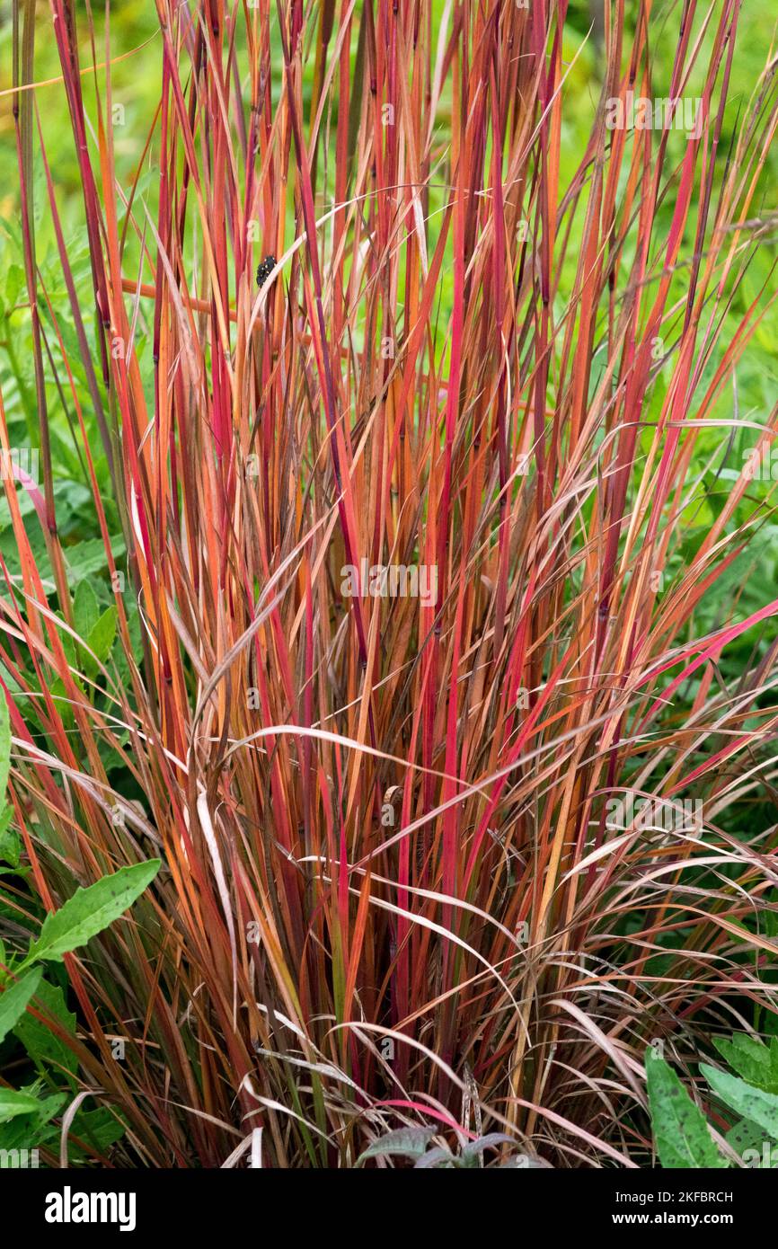 Rot, Stiele, Gras, Blätter, Kleiner Bluestem, Schizachyrium Scoparium „Blaze“, Gräser, Bluestem, Garten, Ziergräser im Herbst Stockfoto