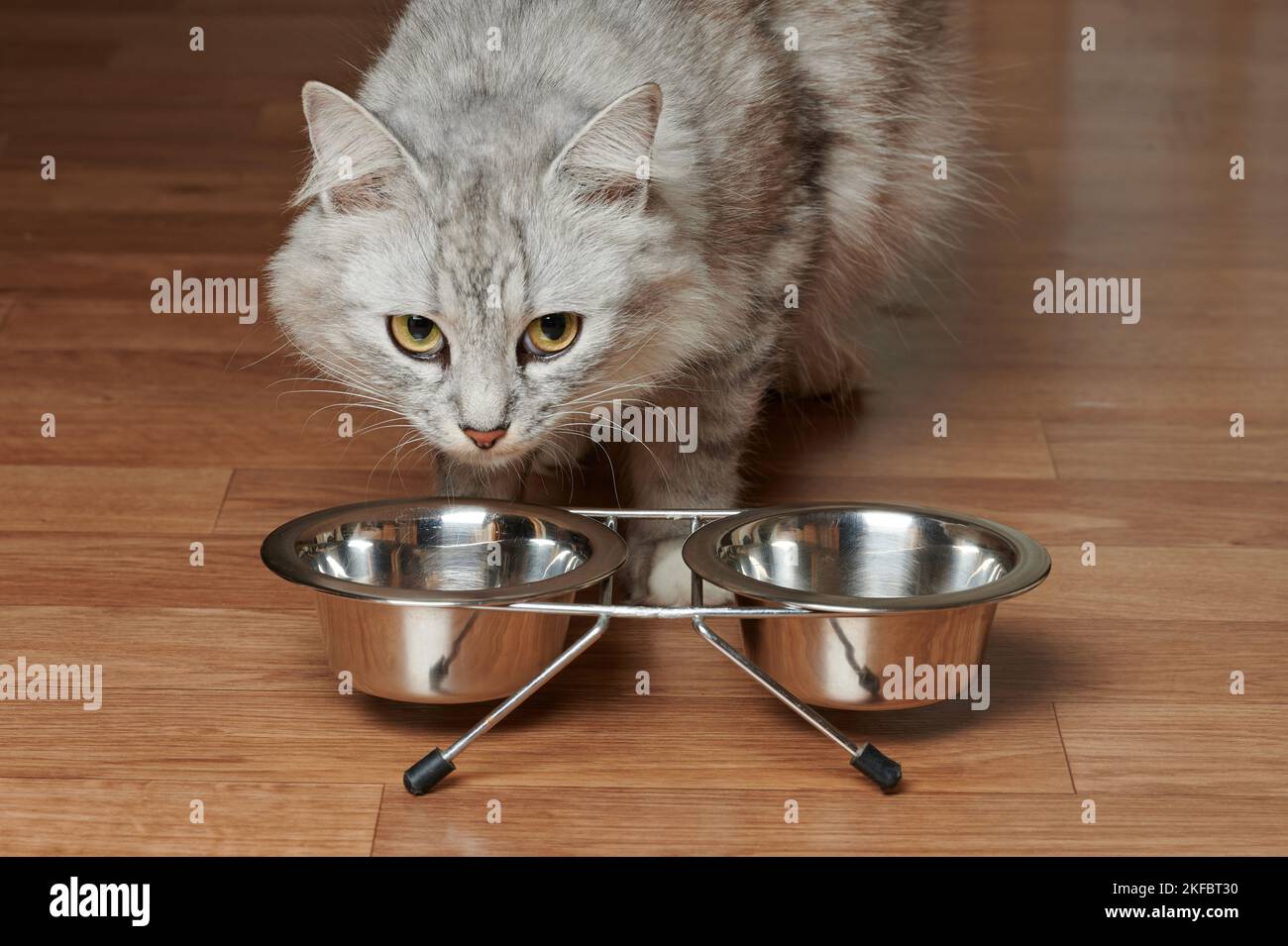 Helthy hübsche Katze neben Metall Futterschüsseln im Begriff, ihr Essen zu essen Stockfoto