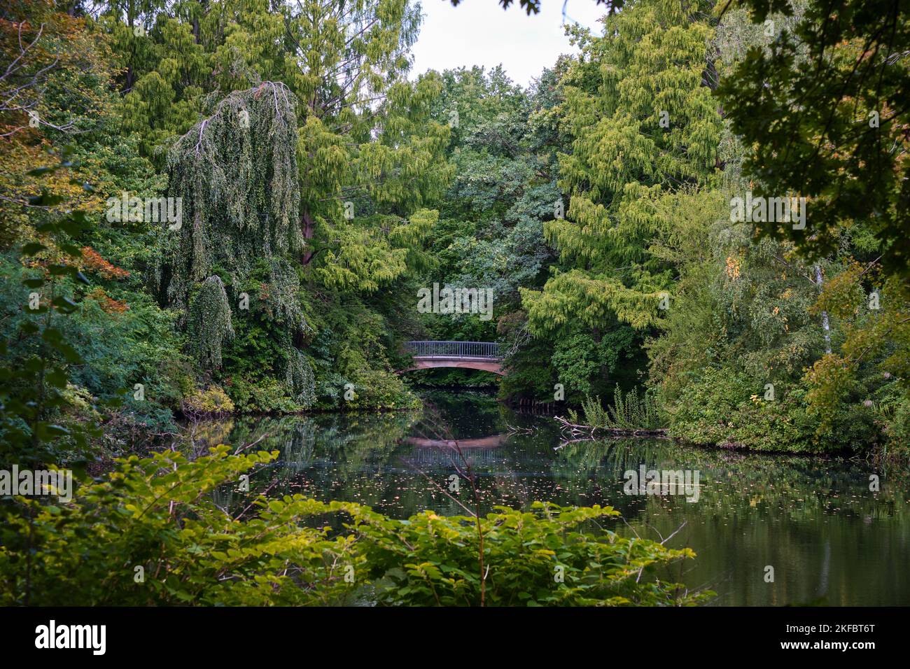 Berlin, Deutschland - September 2022: Eine Holzbrücke inmitten einer grünen Landschaft und Reflexion am Teich Tiergarten Stockfoto