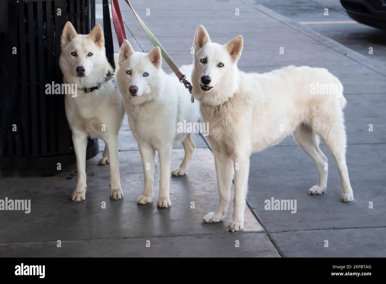 Drei wunderschöne weiße Hunde mit eisblauen Augen, die vor einem Laden an einen Mülleimer gebunden sind, während ihre Meistergeschäfte direkt auf die Kamera blicken Stockfoto