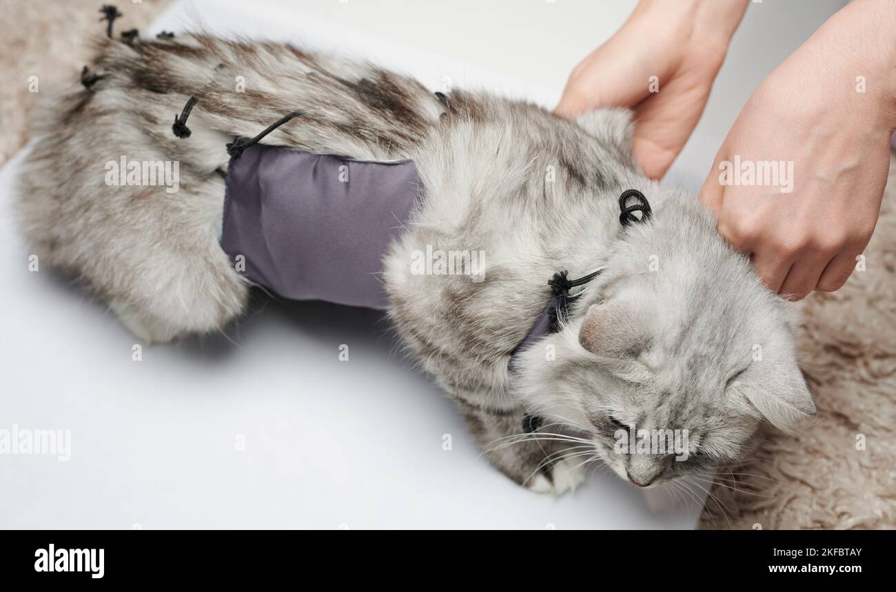 Legen Sie eine Bandage an der Katze nach der Operation über den Tierarzt in der Klinik fest Stockfoto