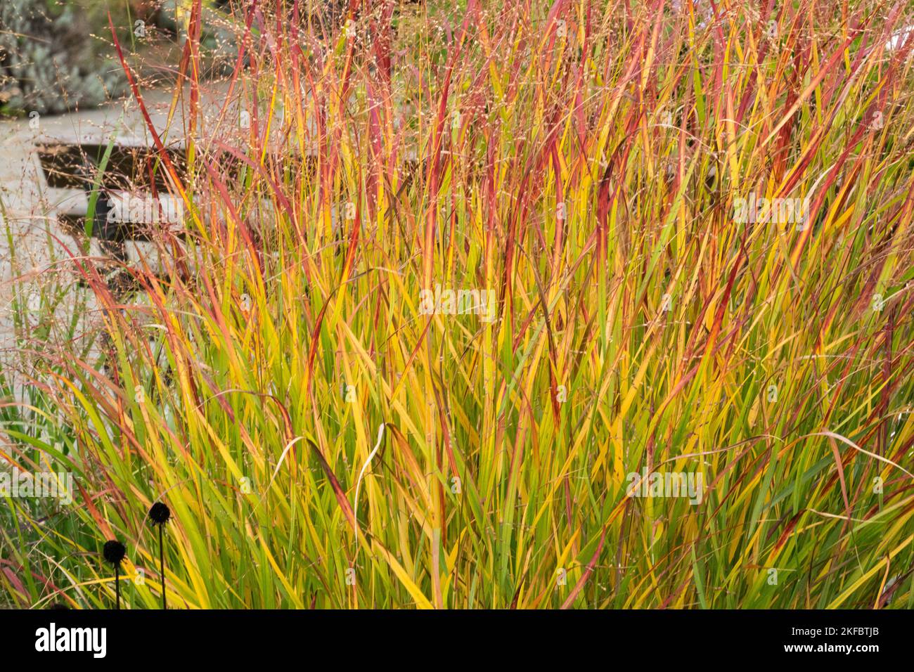 Holz, Garten, Bank, Herbst, Gehweg mit Wechselgras, Panicum virgatum „Rotstrahlbusch“, Weidelgras, Wendegras, Gräser, Grüngras, Ziergras Stockfoto