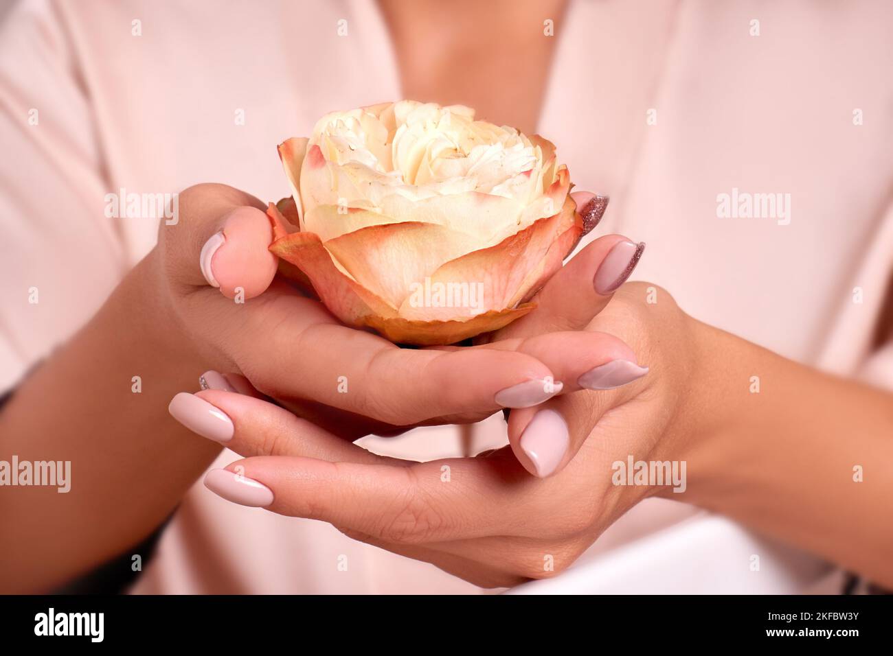 Konzept der zarten Haut der Hände, Maniküre, Handpflege. Nahaufnahme Knospe der blühenden Rose in weiblichen Händen Stockfoto