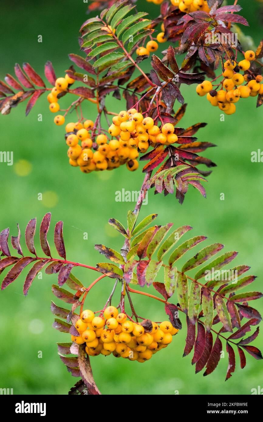 Herbst, Zweig, Beeren, Bergreste, Sorbus aucuparia, Sorbus Sunshine, Früchte Stockfoto