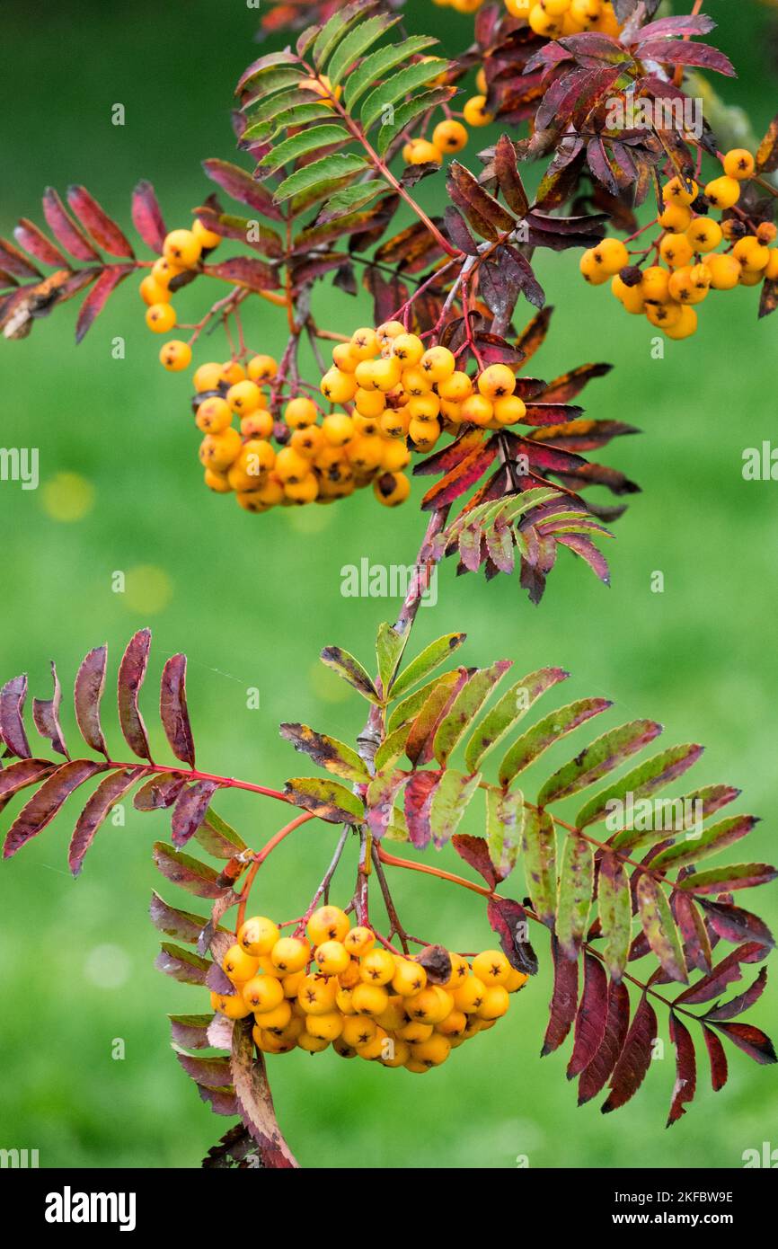 Herbst, Zweig, Beeren, Eberesche, Sorbus aucuparia, Sorbus Sunshine, Früchte Sorbus Beeren Stockfoto