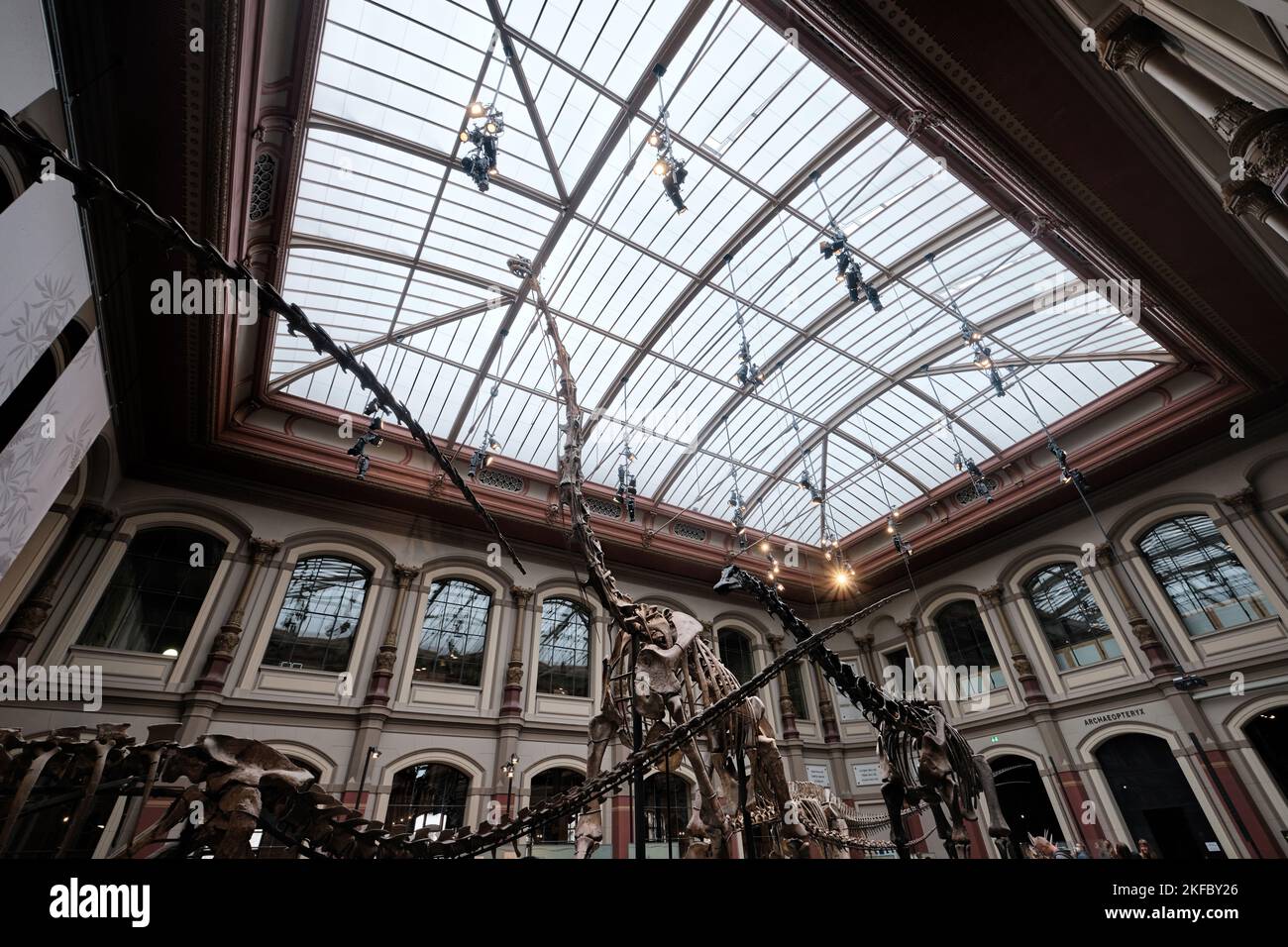 Berlin, Deutschland - September 2022: Dinosaurierhalle, Giraffatitan brancai Fossil im Naturkundemuseum (Naturkunde-Museum oder Humboldt-Museum) Stockfoto