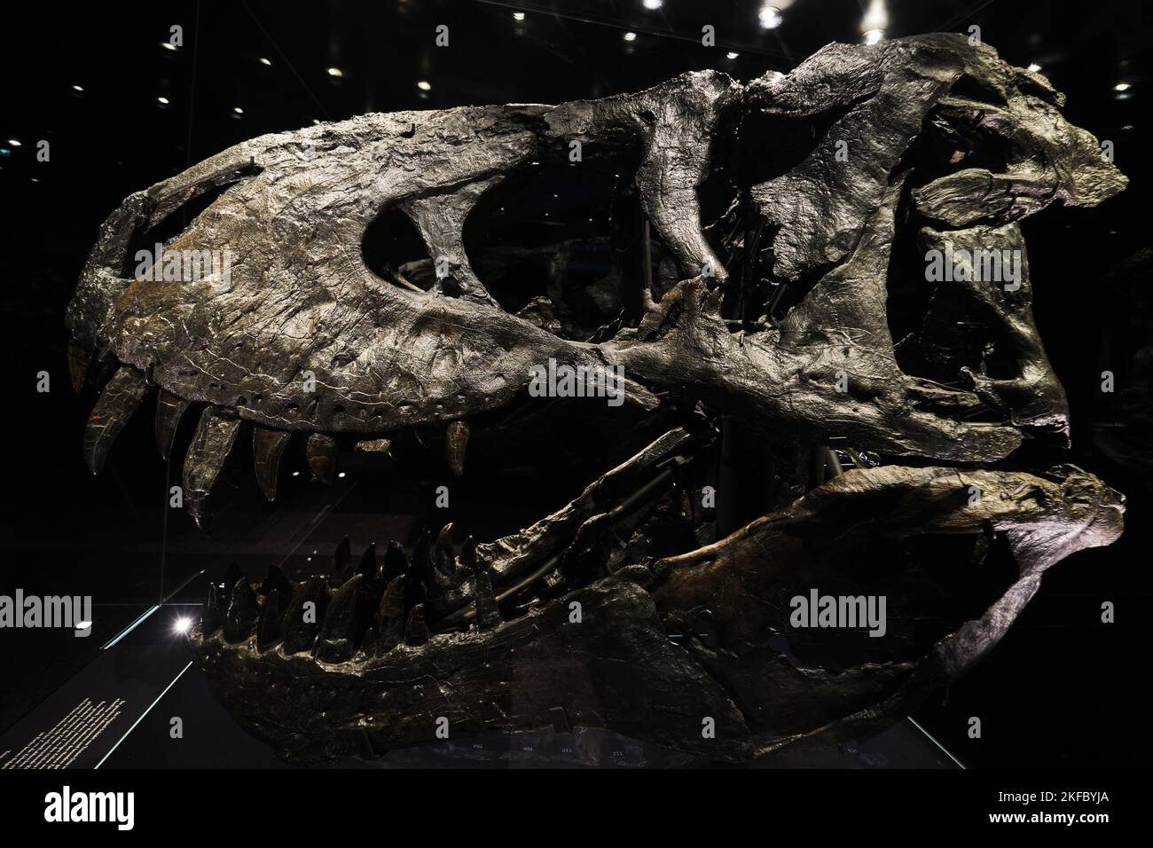 Berlin, Deutschland - 2022. Sept.: T-rex Schädel im Berliner Naturgeschichtlichen Museum. Tristan ist eines der weltweit am besten erhaltenen Exemplare von Tyrannosaurus rex Stockfoto
