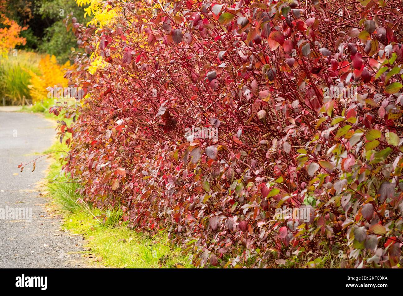 Cornus alba Sibirica, ein roter Sträucher, der den Herbstgartenweg säumt Stockfoto