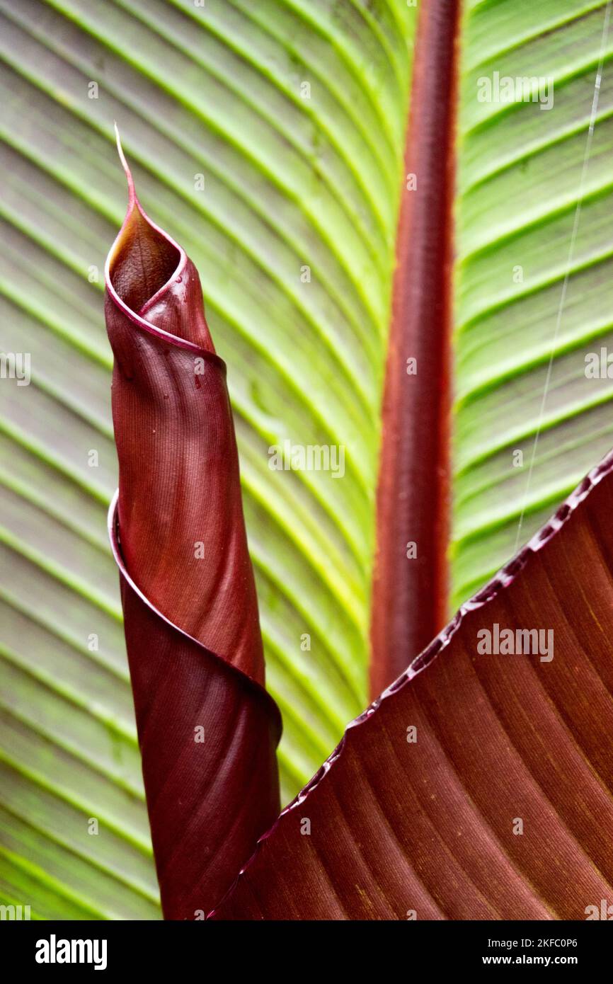 Rote Abessinier-Bananenblatt geädert, Bananenblatt-Muster, Ensete ventricosum Maurelii, Musa-Blatt-Muster entfaltet Stockfoto