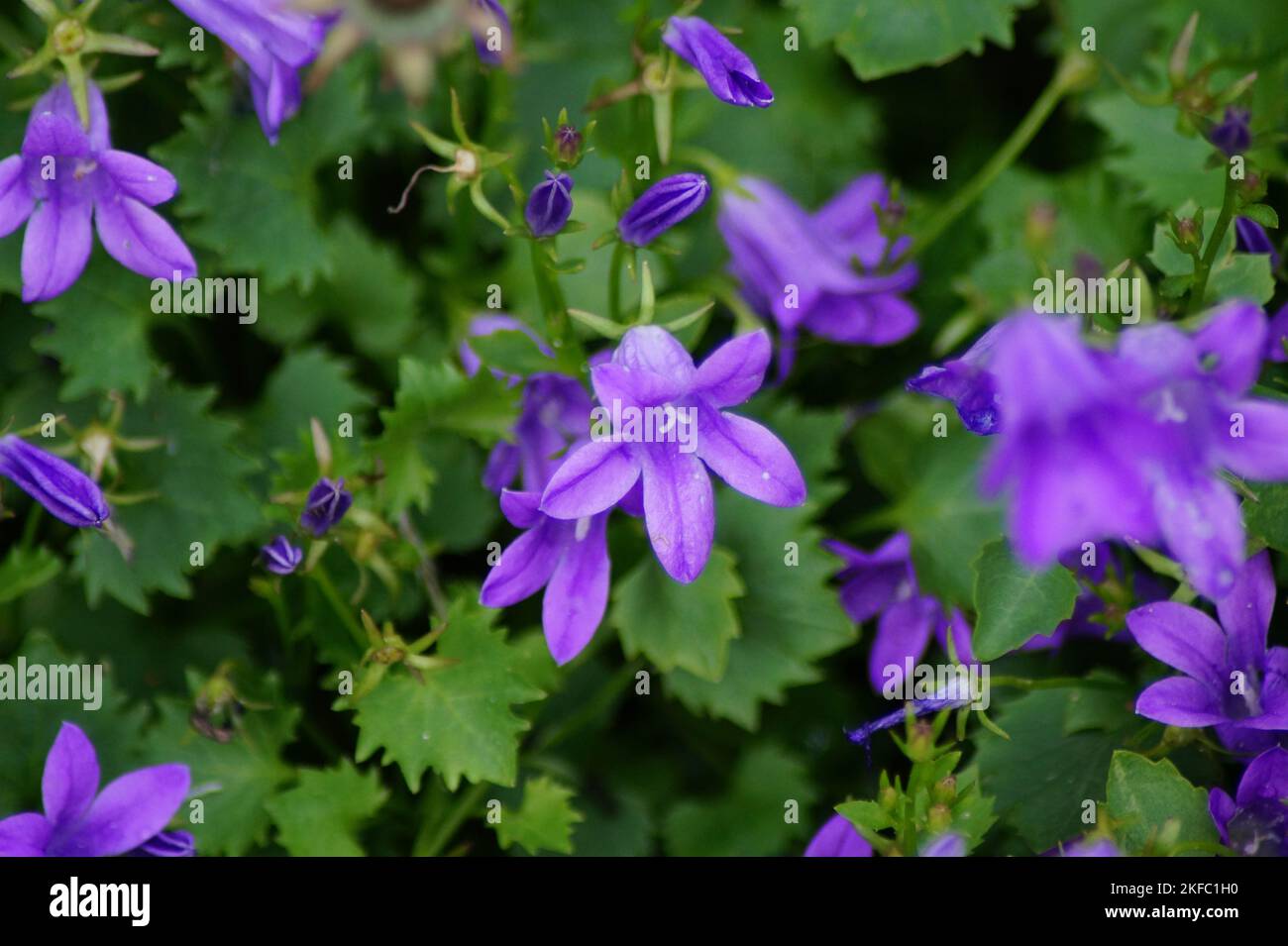 Violette Blüte der dalmatinischen Glockenblume Stockfoto