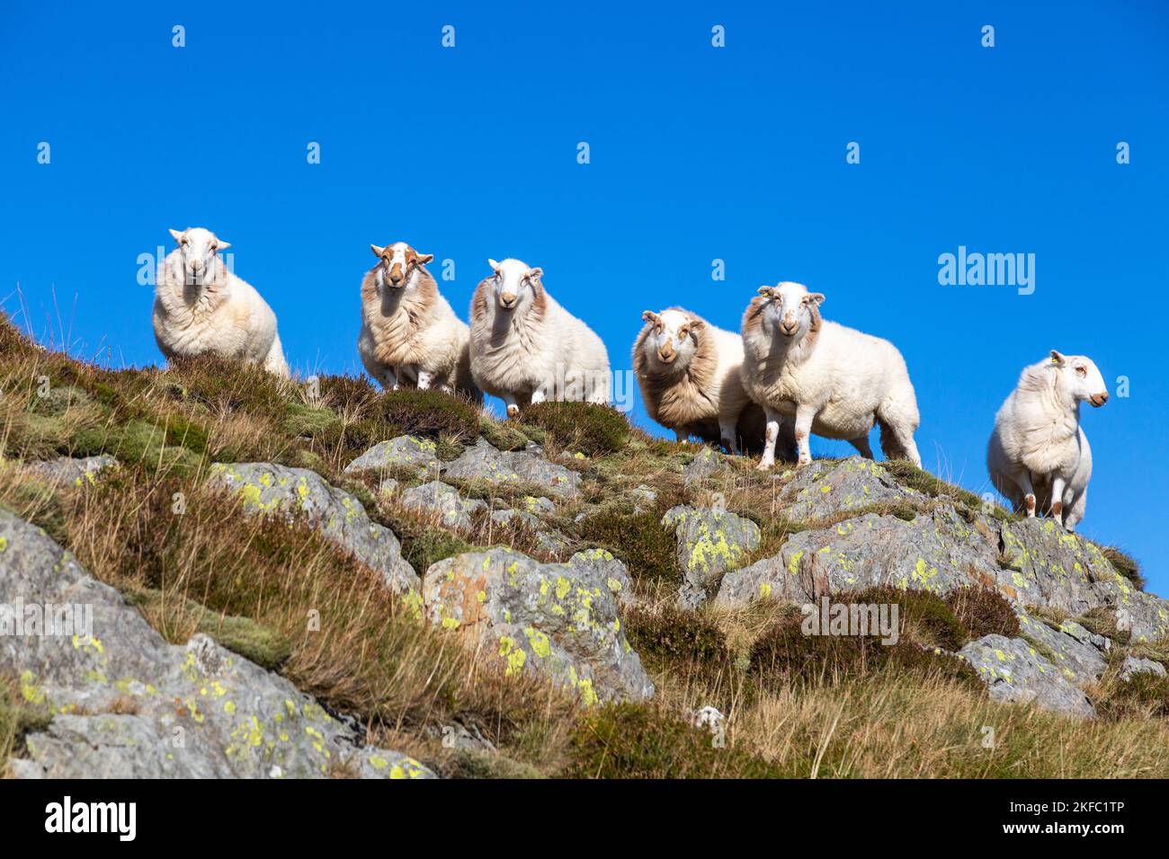 Eine kleine Herde von Schafen am South Wales Mountain, die auf einem Felsvorsprung vor einem blauen Himmel stehen Stockfoto