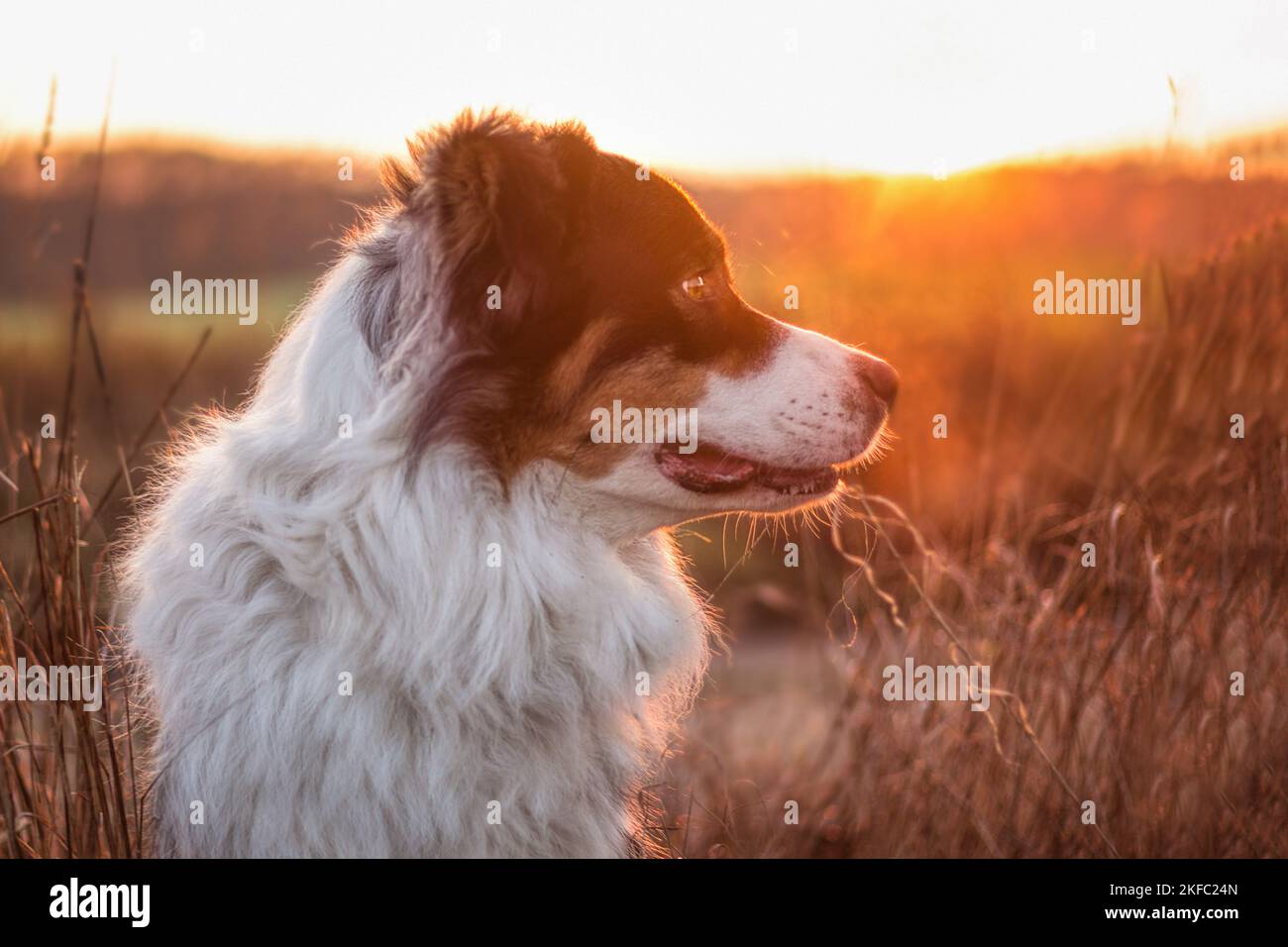 Australian Shepherd-Porträt Stockfoto
