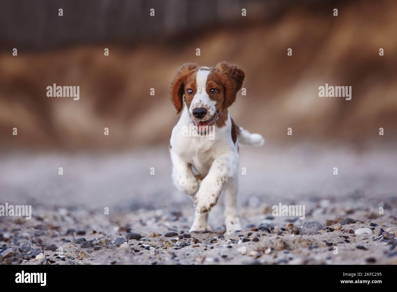 junge Welsh Springer Spaniel Stockfoto