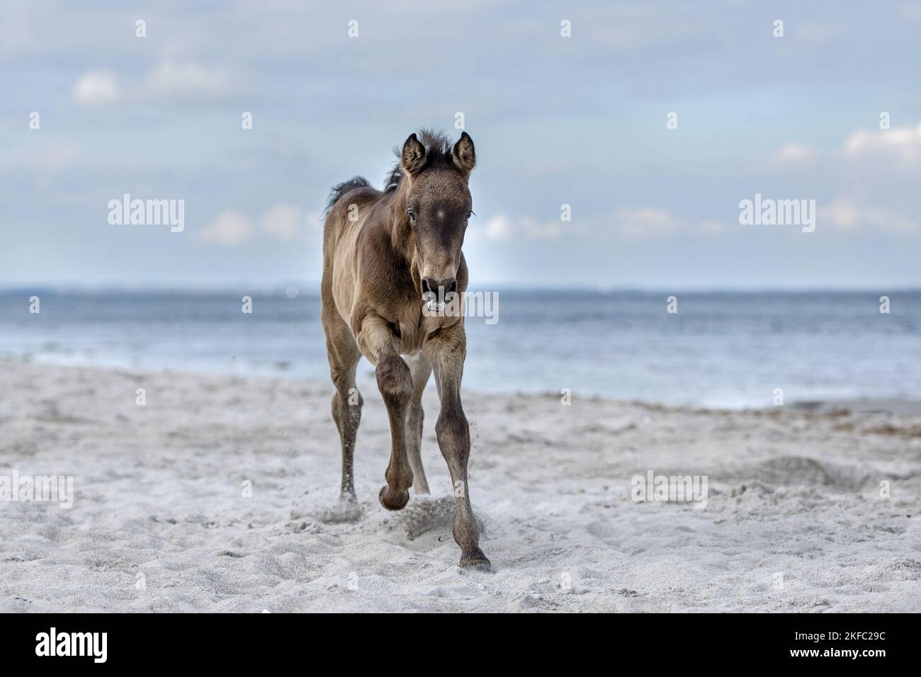 Fohlen am Strand Stockfoto