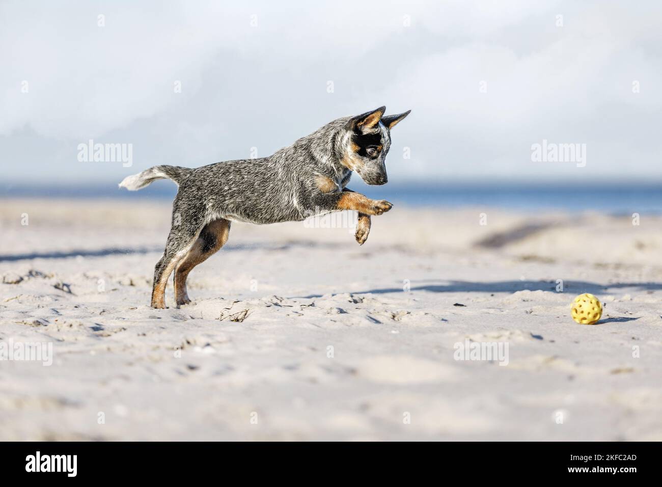 Australian Cattle Dog Welpen Stockfoto