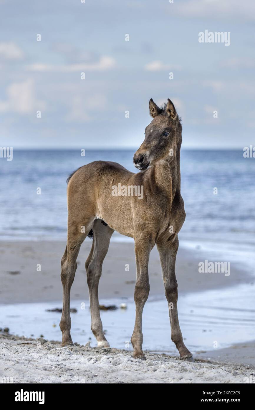 Fohlen am Strand Stockfoto
