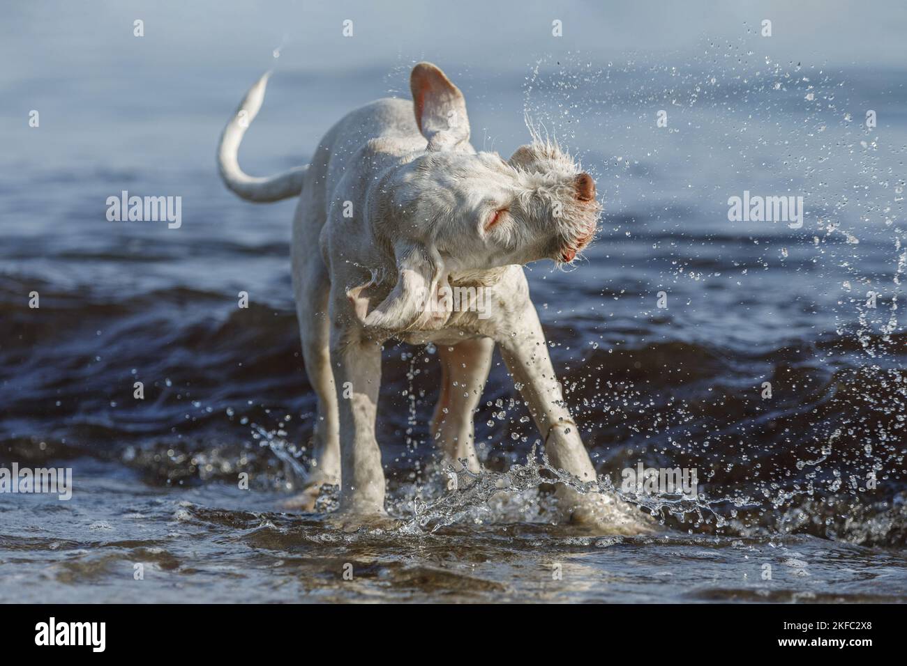 Spinone Italiano Welpe Stockfoto