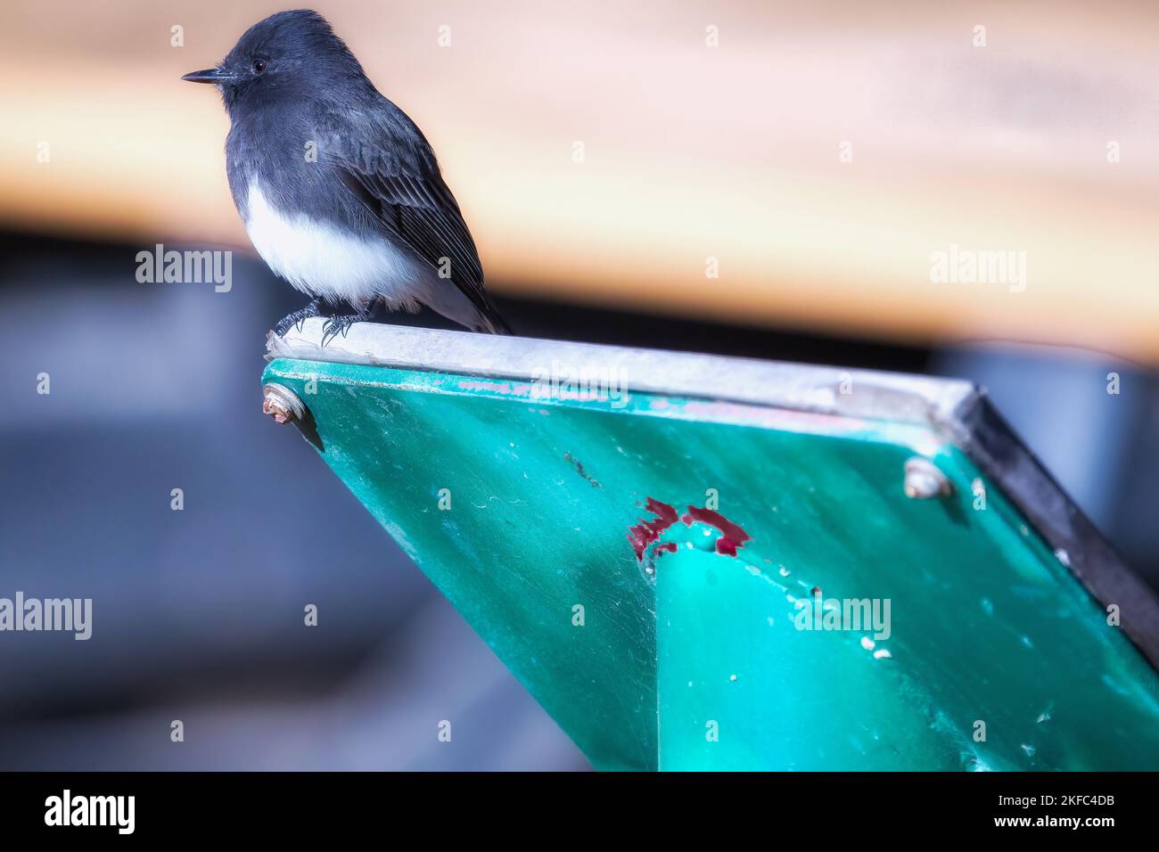 Eine Nahaufnahme eines schwarz-weißen gefiederten niedlichen Tyrant Flycatcher im Freien Stockfoto