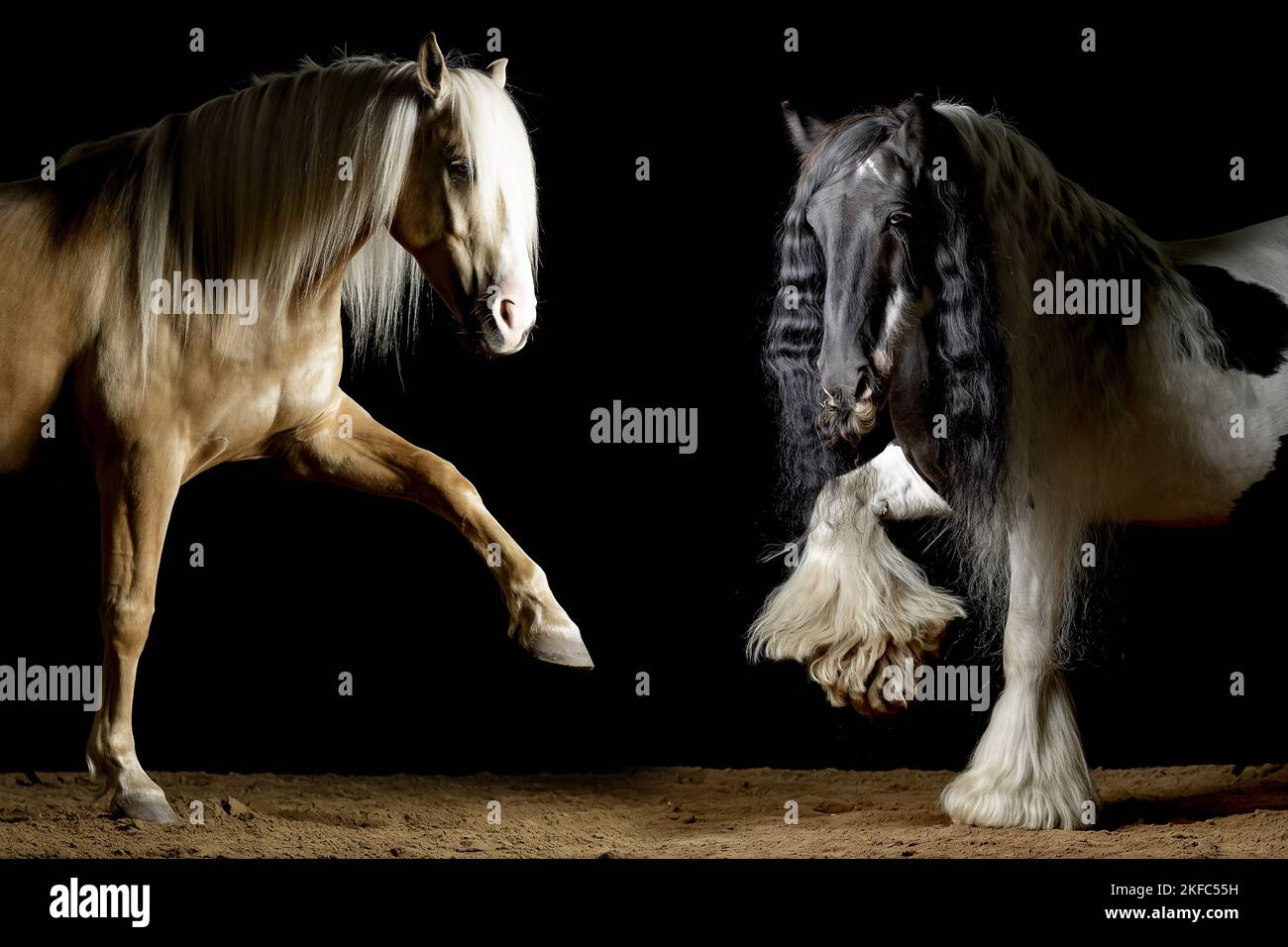 2 Pferde Stockfoto