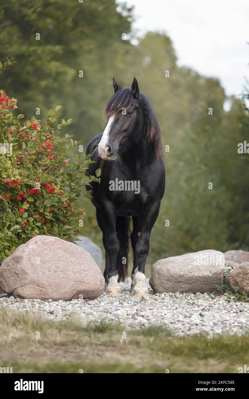 Noriker Pferd Stockfoto