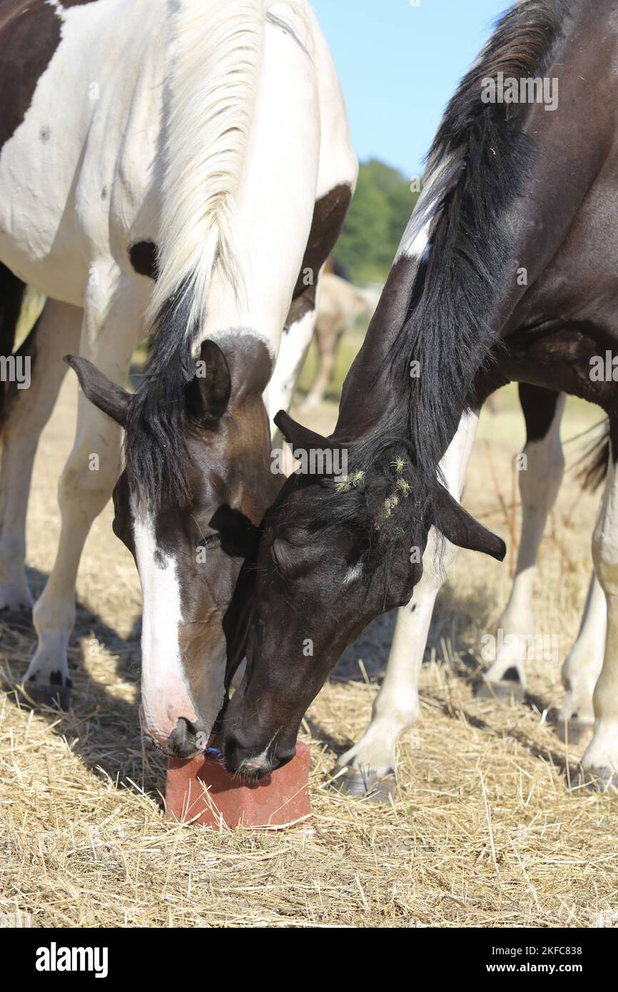 Warmblüter stehen Stockfoto