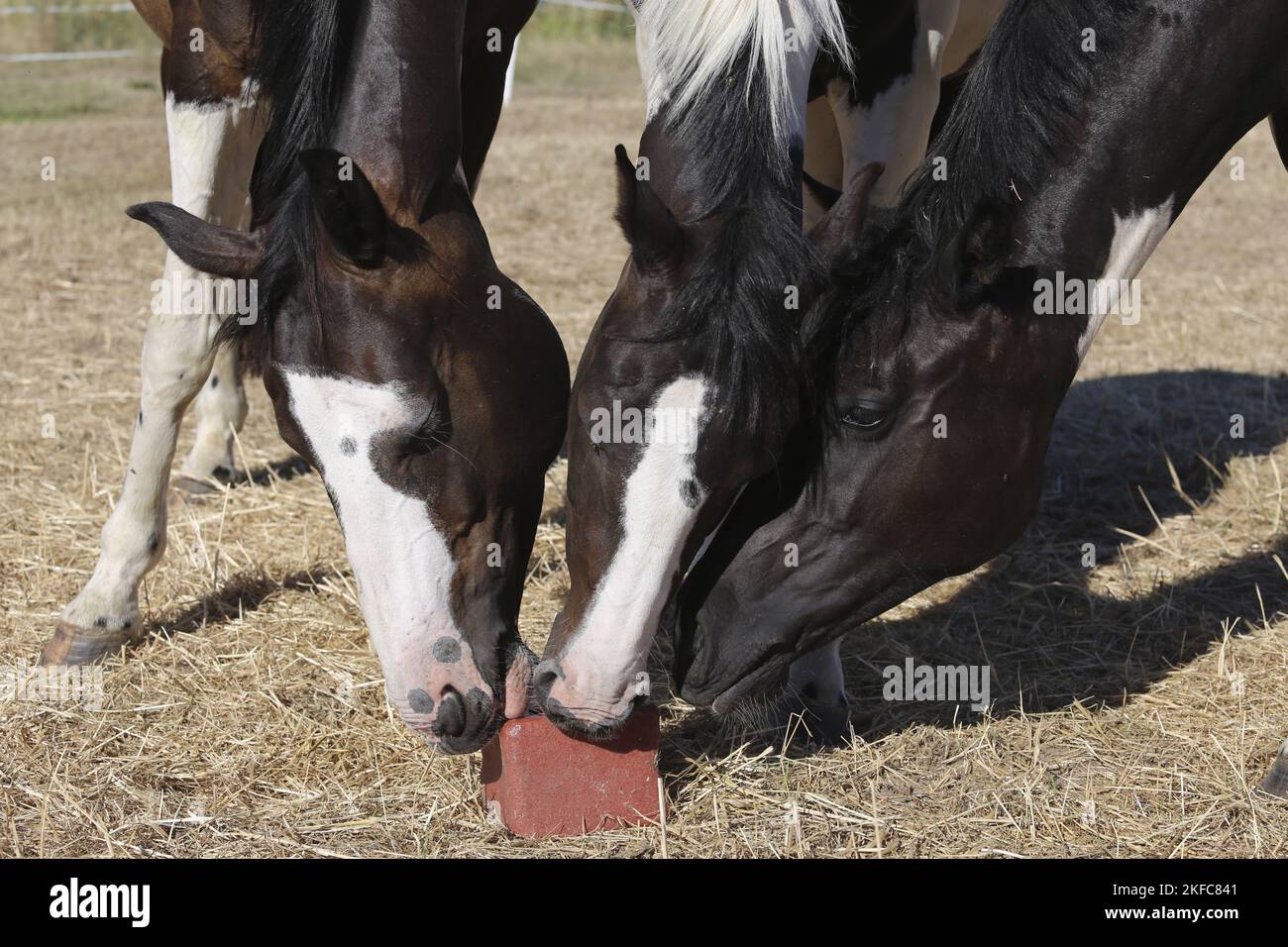 Warmblüter-Porträt Stockfoto
