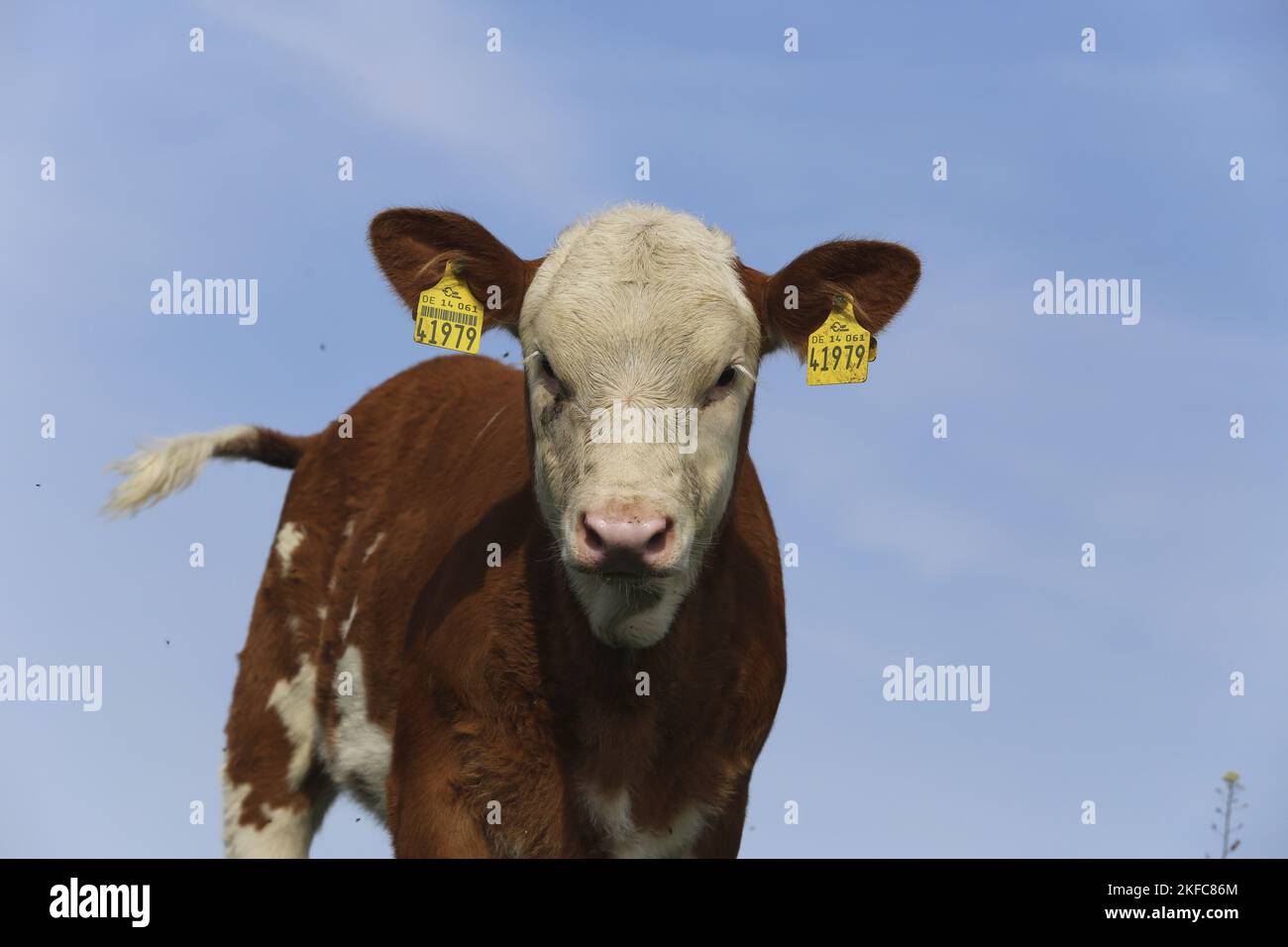 Kalb Stockfoto