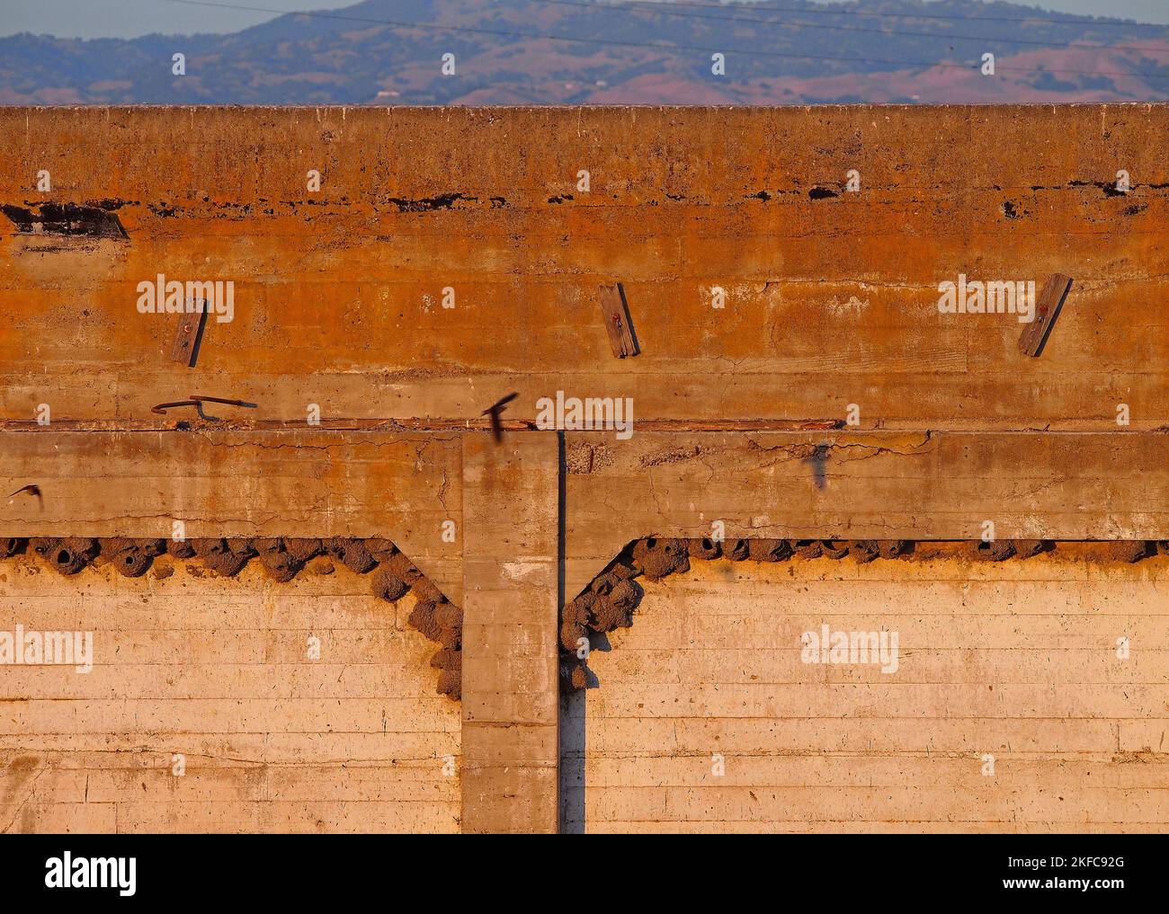 Cliff Swallow, Petrochelidon pyrrhonta Schlamm brütet an einer Wand in Alviso California USA Stockfoto